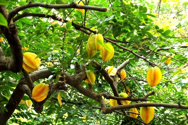 3 cây trồng trước nhà cản bước Thần Tài, tốt nhất đừng trồng