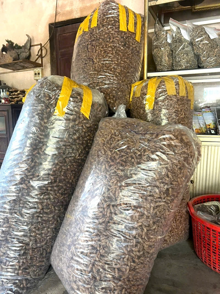 Thứ từng bị vứt đầy trong rừng nay được săn lùng gần 2 triệu/kg, dân đổ xô đi nhặt