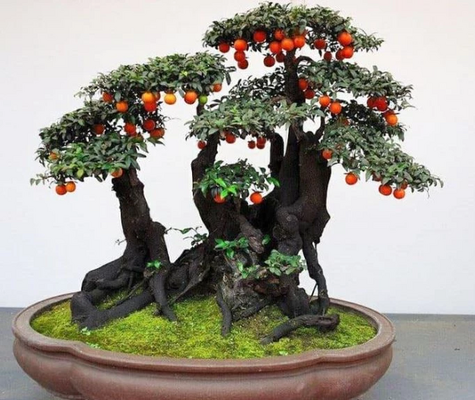 Loài cây ăn quả quen thuộc ‘biến hình’ thành bonsai tiền tỷ, có người chi 900 triệu để sở hữu