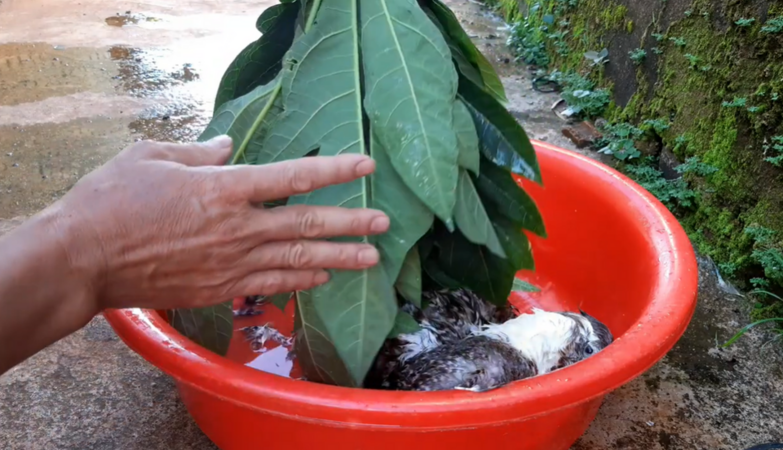Mẹo nhổ lông vịt nhanh, sạch lông tơ chỉ với vài lá đu đủ