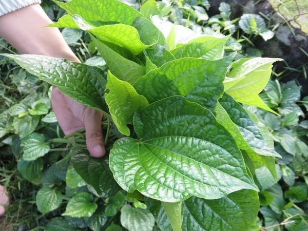 Lá lốt là gì? Các món ăn ngon từ lá lốt dễ làm tại nhà