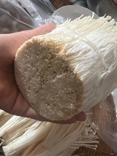 Cách chọn và sơ chế nấm kim châm