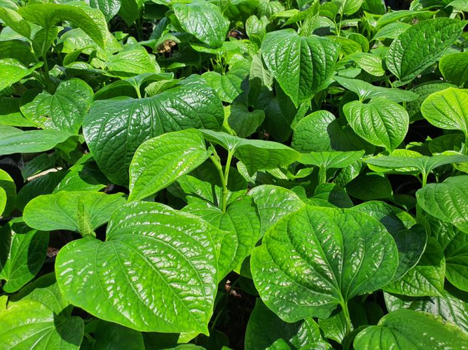 Loại lá mọi người hay dùng để làm chả lại có công dụng chữa bệnh tuyệt vời