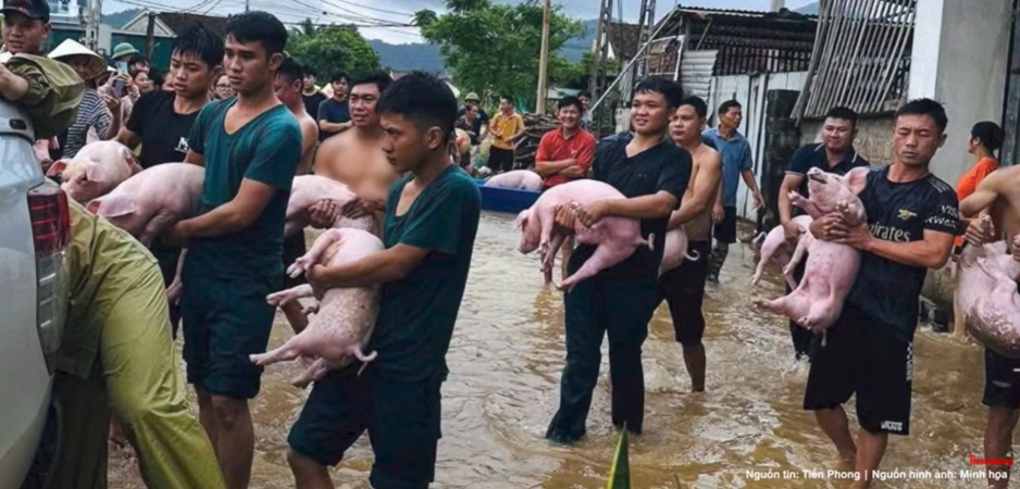 Cảnh giải cứu nghẹn ngào tại Nghệ An: Đội cứu hộ ôm từng con lợn chạy trốn lũ dữ