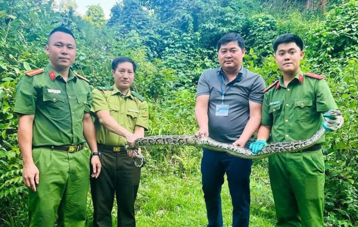 Trăn đất dài 4,5 m bò vào nhà dân ở Nghệ An, được bàn giao để thả về tự nhiên