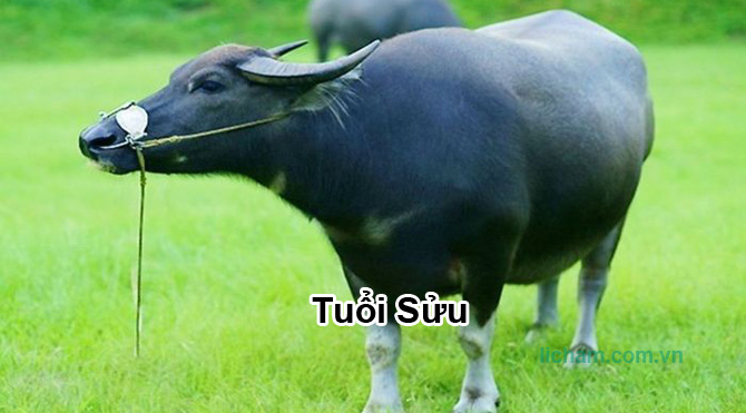 Sinh năm 1961 mệnh gì? Sinh năm 1961 tuổi con gì, hợp màu gì, hướng gì, làm ăn hợp tuổi nào?