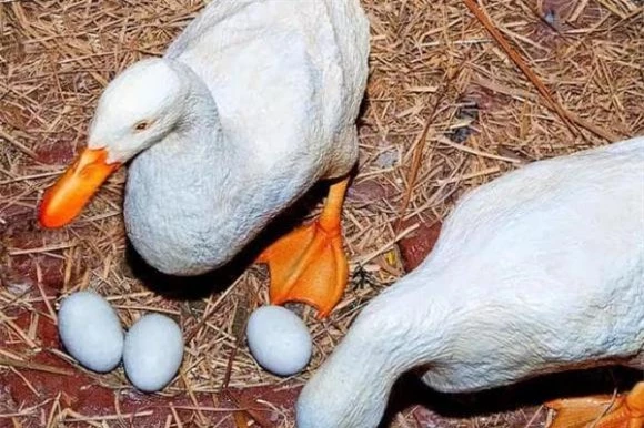 Có nhiều người ăn ngỗng nhưng tại sao lại ít người quan tâm đến trứng ngỗng? Nó không thơm hay quá đắt?