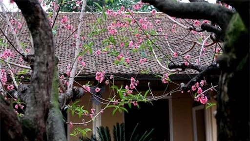 Nên trồng cây cảnh nào ở trước và sau nhà để đón lộc, giữ của?