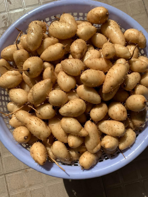 Loại củ tên nghe buồn cười, đọc nhầm thì ối giời ơi nhưng ăn rất ngon, mát gan, trị kiết lị